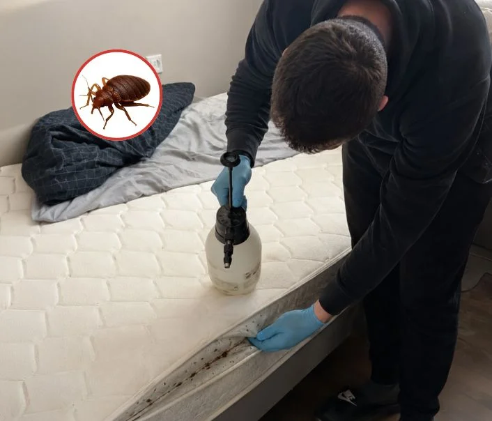 Technicien traitant un matelas contre les punaises de lit à Épône